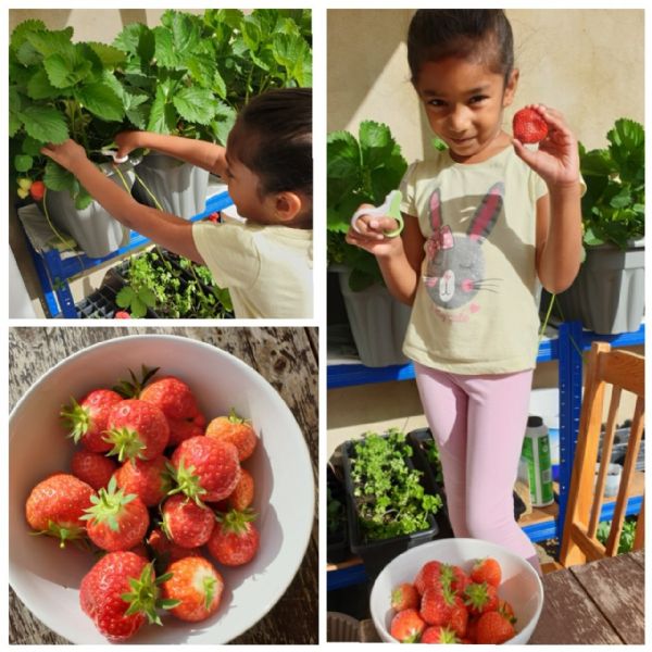 Yummy Strawberries!